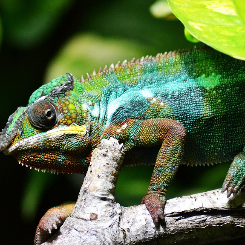 Le caméléon malgache, un animal emblématique unique au monde