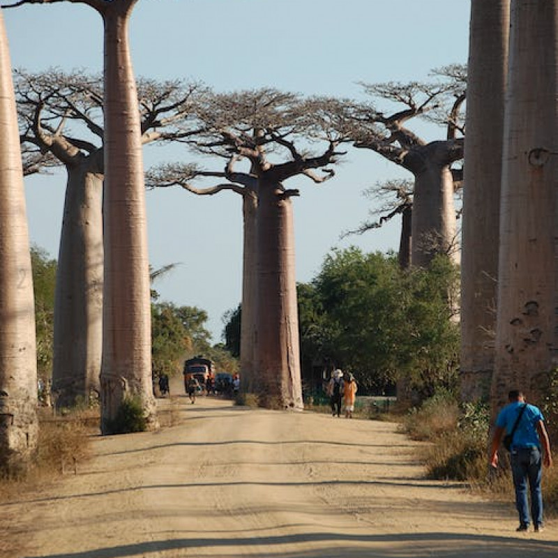 Tout savoir sur les bienfaits du baobab, l'arbre emblématique de l'Afrique | Baob-Arts